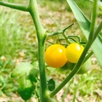 はじめての「家庭菜園」