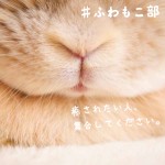 【電子書籍】癒されたい人、集合してください。