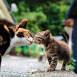 【猫好き必見】かわいい猫たちが主役の“癒されて感動してタメになる”「猫本」特集！