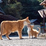 究極の癒やし！　ママのキスが嬉しすぎて、しっぽがくるんと巻いちゃう子猫