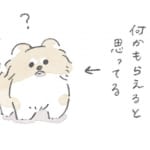【新連載】期待するいぬ｜うちのむっくはいつも楽しそう（１）
