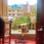 【ペルー国境封鎖足止め日記】価値観を変えてくれた犬