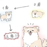 【犬漫画】むっく2歳｜うちのむっくはいつも楽しそう（10）