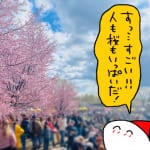 【フィンランド生活】フィンランドのお花見イベントで春を感じる