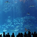 G.W.に水族館に行くなら！　ツッコミたくなる “さかな”の世界をのぞいてみませんか