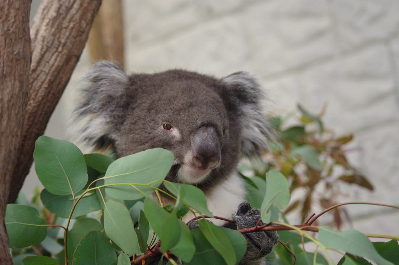10/25はコアラの日！】秋の行楽シーズンに生き物の「なぜ？」を見つけ