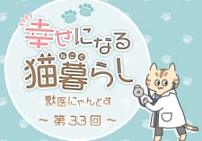 【獣医師が執筆】猫の1年は人間の何年? ライフステージ別の特徴と健康管理のポイント