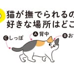 【猫の気持ちクイズ１】猫が撫でられるのが好きな場所はどこ？