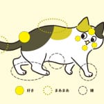 【猫の気持ちクイズ１】猫が撫でられるのが好きな場所はどこ？