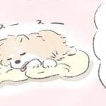 【犬漫画】着替えといぬ｜うちのむっくはいつも楽しそう（30）