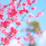 【２月の開運カレンダー公開！】大人気漢方家・櫻井大典先生が教える、立春を迎える今すぐ取り入れたい春の養生