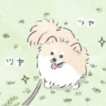 【犬漫画】いぬの毛並み｜うちのむっくはいつも楽しそう（32）