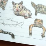 【23万いいね】２万２千匹の動物を描き続ける画家――印刷や細部までこだわりぬいて再現した作品集が発売