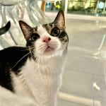 【試し読み】その時は突然にやってくる『愛猫が余命20日と宣告されました』（１）