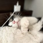 【試し読み】無慈悲な寿命とリンパ腫の怖さ『愛猫が余命20日と宣告されました』（２）