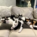 【書評】愛猫の「余命宣告」と闘った、圧倒的リアルな全記録『愛猫が余命20日と宣告されました』…猫と音楽家が奏でる「別れの曲」を聴く