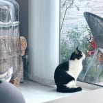 【猫の日に読みたい本】「余命宣告」を受けた愛猫のリアルな“闘病・看取り”本で、猫との絆を深める