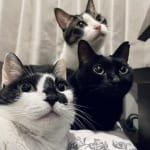 【試し読み】抗がん剤治療『愛猫が余命20日と宣告されました』（３）