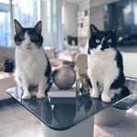【試し読み】「寛解」『愛猫が余命20日と宣告されました』（５）