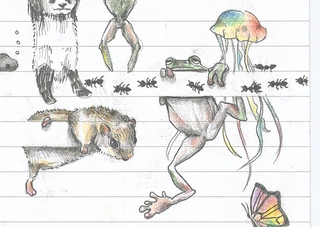 動物を描く Amazon.co.jp: ジェニファー・ベルのたのしい動物の描き方 eBook