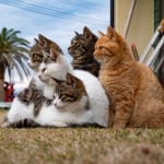 【猫の日に読みたい本】サクサクヒムヒムで特集される「猫写真集」を先取り! 人気の猫写真家simabossnekoさんが語る島猫の魅力とは?