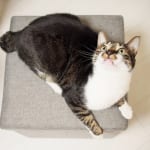 12星座別【エネルギーの回復方法】五月病には「猫になる」が正解？！　キュートでフリーダムに過ごすご自愛TIPS