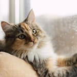 12星座別【集中できること】暑い日、梅雨の時期、部屋におこもりしたい時にぴったりのおうち時間の過ごし方