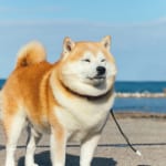 “もふもふ界のスター”柴犬らんまる、待望の公式本が発売！