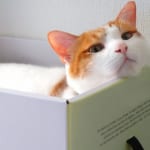 12星座別【マイペース度診断】猫のようにゆるっと気ままに…あなたが大切にしている自分の自由のかたちとは？