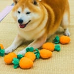 世界一頭がまるい柴犬!?  SNSで大人気の“らんまる”を知っているか