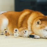 愛犬を楽しませる努力を怠らない――柴犬らんまる家族の“犬愛”が伝わる動画３選