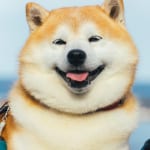 フォロワー50万人超！ スター柴犬・らんまるの“表情豊かすぎる”名場面3選