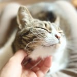 12星座別【ラブハンティング度診断】気になるあの人にどうアプローチする？ 猫の狩猟本能に例えて恋愛傾向やあなたの魅力を解説
