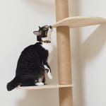 12星座別【好奇心旺盛度診断】あなたの中にある「猫のような好奇心」とは？　安定派もチャレンジ派も一歩進むアドバイスを伝授