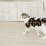 12星座別【人見知り度チェック】新生活で緊張や不安を抱える時のアドバイスも！