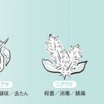 【風邪の予防に】植物療法の第一人者・森田敦子さんが実践する不調に合わせた摂るべきハーブと組み合わせ